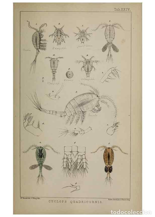 Colecionismo de Revistas e Jornais: Reproducci&oacute;n/Reproduction 49691310486: The natural history of the British Entomostraca.. London,The