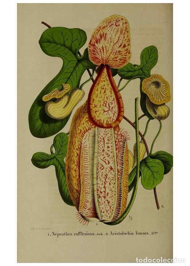 Sammeln von Zeitschriften und Zeitungen: Reproducci&oacute;n/Reproduction 49265345127: Belgique horticole.. Li&eacute;ge.. - Morren, Charles,