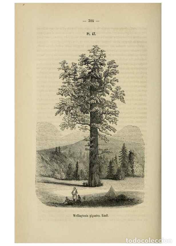 Sammeln von Zeitschriften und Zeitungen: Reproducci&oacute;n/Reproduction 49268342968: Belgique horticole.. Li&eacute;ge.. - Morren, Charles,