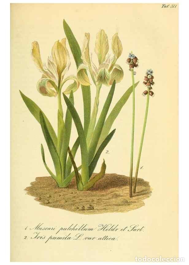 Sammeln von Zeitschriften und Zeitungen: Reproducci&oacute;n/Reproduction 49690765053: Gartenflora.. Erlangen :F. Enke,1852-1940.. - Deutsche Garten