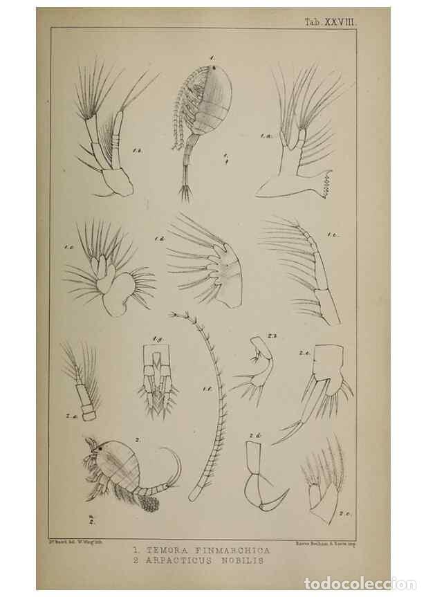 Sammeln von Zeitschriften und Zeitungen: Reproducci&oacute;n/Reproduction 49691619612: The natural history of the British Entomostraca.. London,The