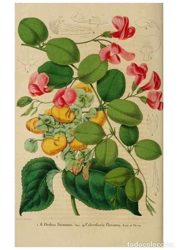 Sammeln von Zeitschriften und Zeitungen: Reproducci&oacute;n/Reproduction 49269004632: Belgique horticole.. Li&eacute;ge.. - Morren, Charles,