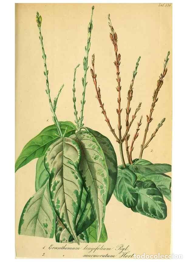 Sammeln von Zeitschriften und Zeitungen: Reproducci&oacute;n/Reproduction 49698577737: Gartenflora.. Erlangen :F. Enke,1852-1940.. - Deutsche Garten