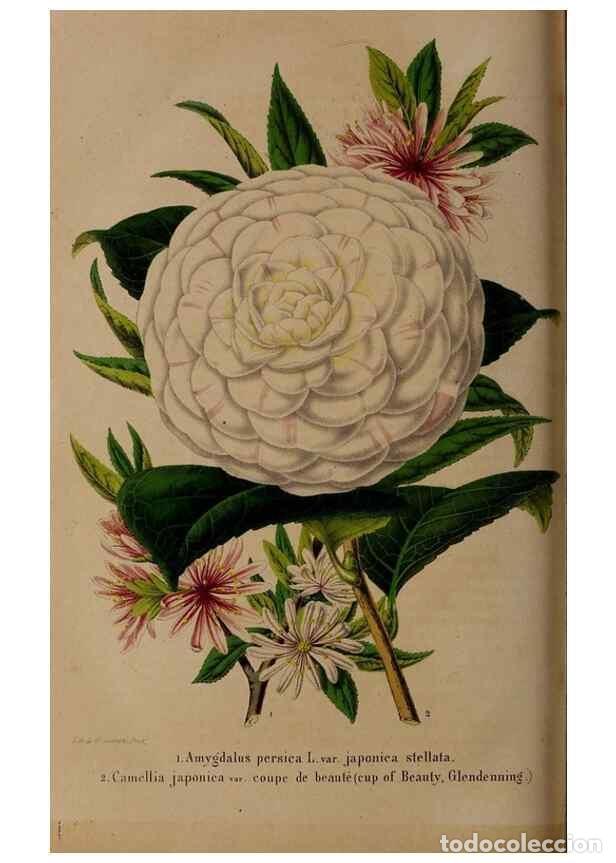 Sammeln von Zeitschriften und Zeitungen: Reproducci&oacute;n/Reproduction 49264868602: Belgique horticole.. Li&eacute;ge.. - Morren, Charles,