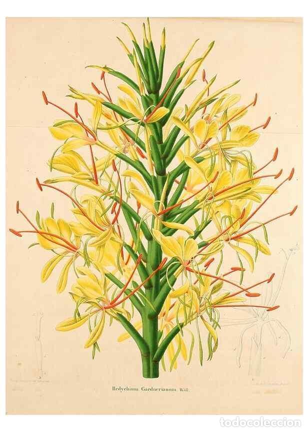 Sammeln von Zeitschriften und Zeitungen: Reproducci&oacute;n/Reproduction 49264748531: Belgique horticole.. Li&eacute;ge.. - Morren, Charles,