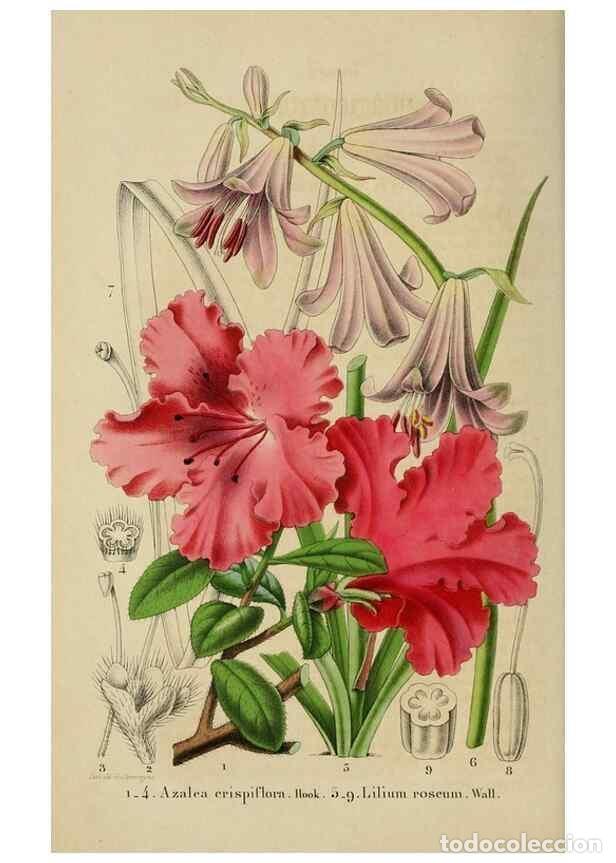 Sammeln von Zeitschriften und Zeitungen: Reproducci&oacute;n/Reproduction 49268993357: Belgique horticole.. Li&eacute;ge.. - Morren, Charles,