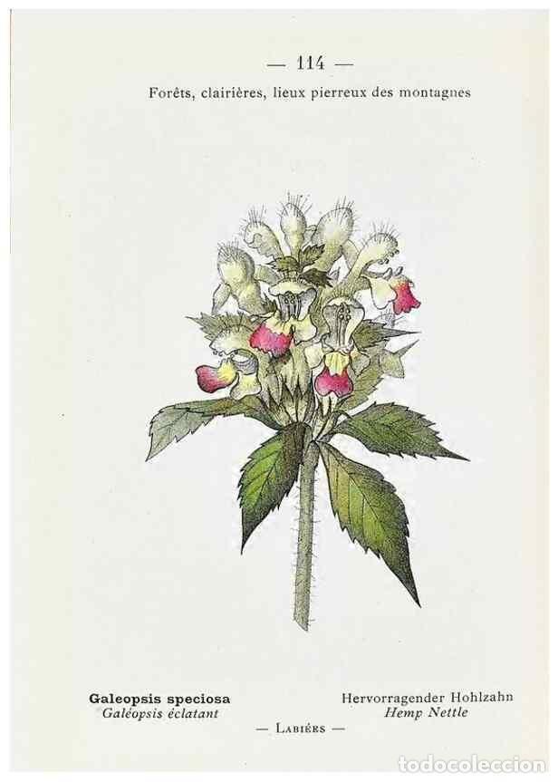 Sammeln von Zeitschriften und Zeitungen: Reproducci&oacute;n/Reproduction 49345091888: Nouvelle flore colori&eacute;e de poche des Alpes et des Pyr&eacute;n&eacute;es..