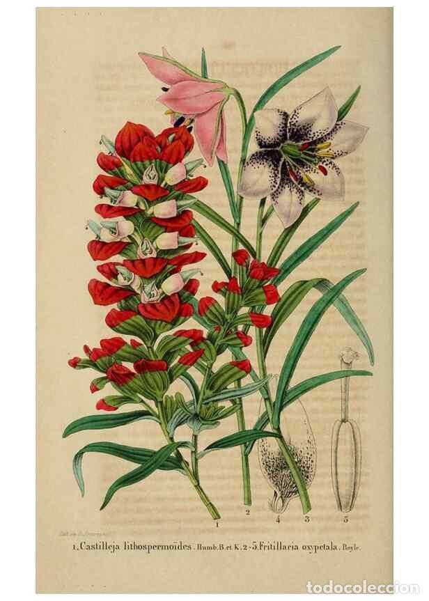 Sammeln von Zeitschriften und Zeitungen: Reproducci&oacute;n/Reproduction 49268997317: Belgique horticole.. Li&eacute;ge.. - Morren, Charles,