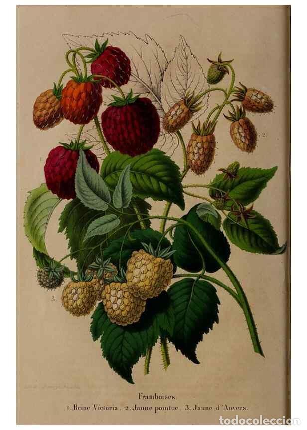 Sammeln von Zeitschriften und Zeitungen: Reproducci&oacute;n/Reproduction 49264203358: Belgique horticole.. Li&eacute;ge.. - Morren, Charles,