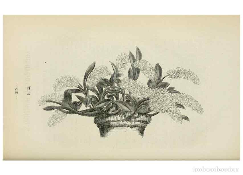 Sammeln von Zeitschriften und Zeitungen: Reproducci&oacute;n/Reproduction 49268798081: Belgique horticole.. Li&eacute;ge.. - Morren, Charles,