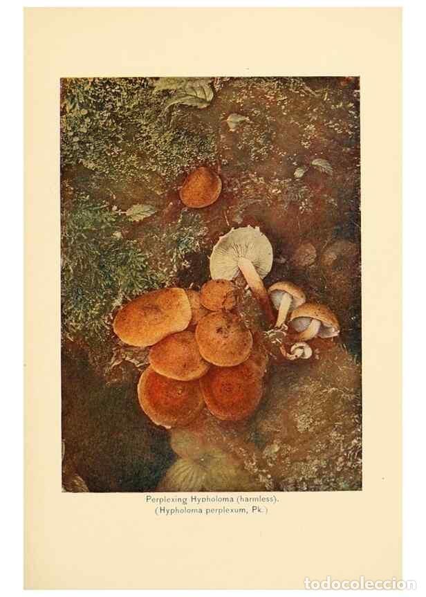 Sammeln von Zeitschriften und Zeitungen: Reproducci&oacute;n/Reproduction 49345765151: The mushroom book.. New York,Doubleday, Page,1901.. - Marshal