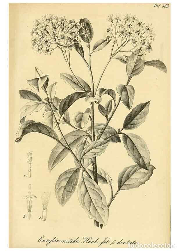 Sammeln von Zeitschriften und Zeitungen: Reproducci&oacute;n/Reproduction 49692014152: Gartenflora.. Erlangen :F. Enke,1852-1940.. - Deutsche Garten
