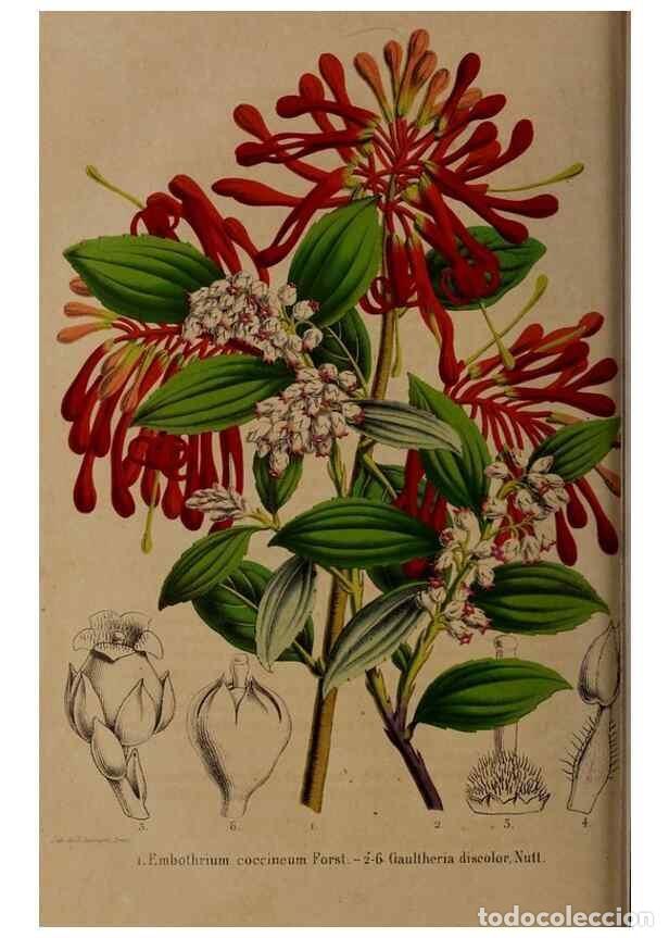 Sammeln von Zeitschriften und Zeitungen: Reproducci&oacute;n/Reproduction 49264207473: Belgique horticole.. Li&eacute;ge.. - Morren, Charles,