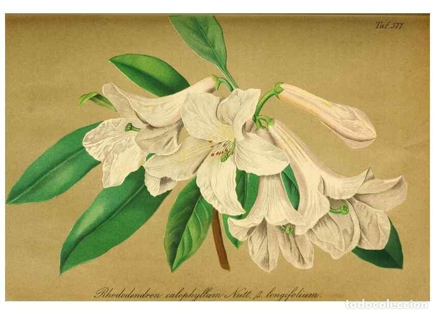 Sammeln von Zeitschriften und Zeitungen: Reproducci&oacute;n/Reproduction 49698499866: Gartenflora.. Erlangen :F. Enke,1852-1940.. - Deutsche Garten