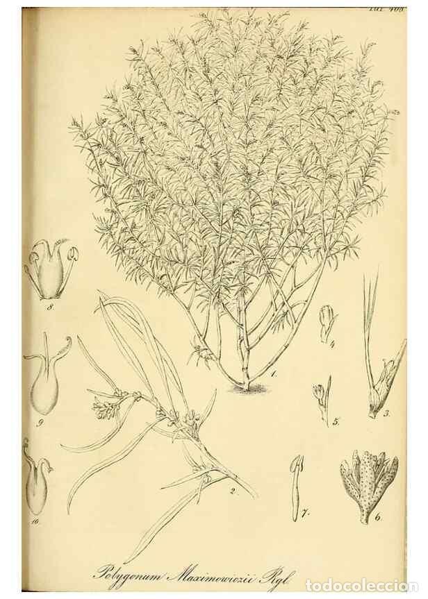 Sammeln von Zeitschriften und Zeitungen: Reproducci&oacute;n/Reproduction 49691705511: Gartenflora.. Erlangen :F. Enke,1852-1940.. - Deutsche Garten