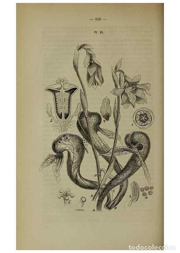 Sammeln von Zeitschriften und Zeitungen: Reproducci&oacute;n/Reproduction 49264685553: Belgique horticole.. Li&eacute;ge.. - Morren, Charles,