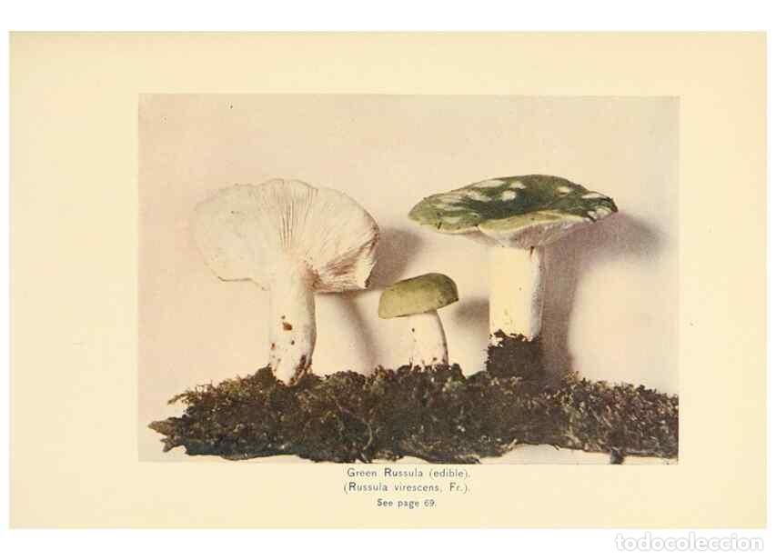 Sammeln von Zeitschriften und Zeitungen: Reproducci&oacute;n/Reproduction 49345302468: The mushroom book.. New York,Doubleday, Page,1901.. - Marshal