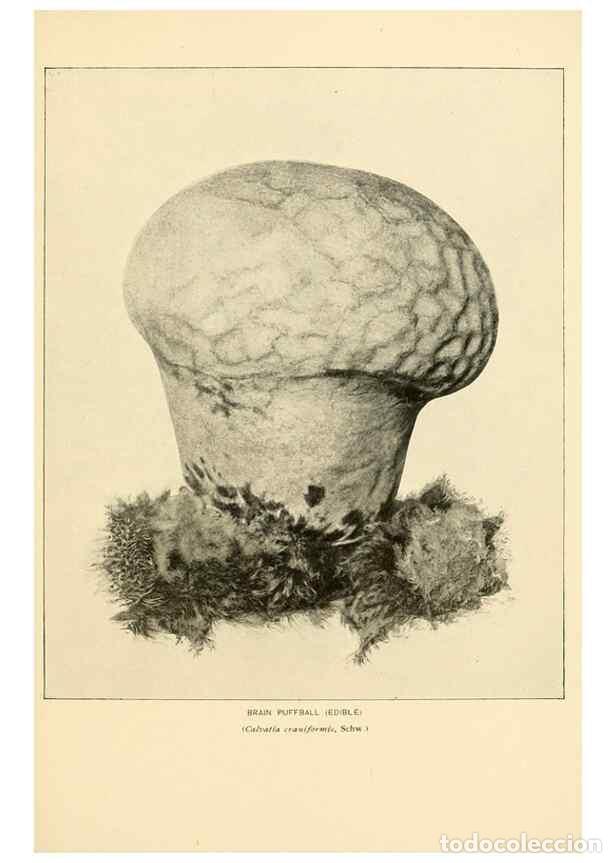 Sammeln von Zeitschriften und Zeitungen: Reproducci&oacute;n/Reproduction 49345772326: The mushroom book.. New York,Doubleday, Page,1901.. - Marshal
