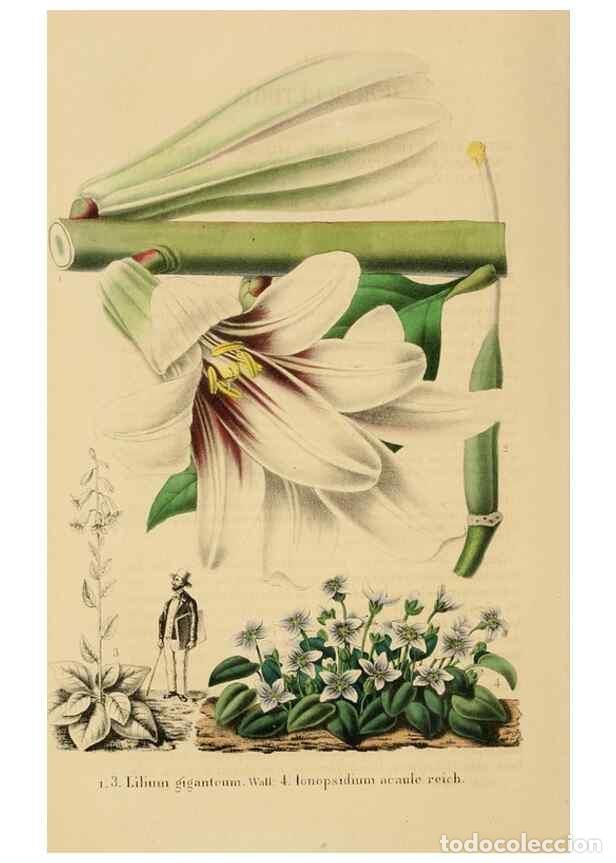 Collezionismo di Riviste e Giornali: Reproducci&oacute;n/Reproduction 49268524338: Belgique horticole.. Li&eacute;ge.. - Morren, Charles,