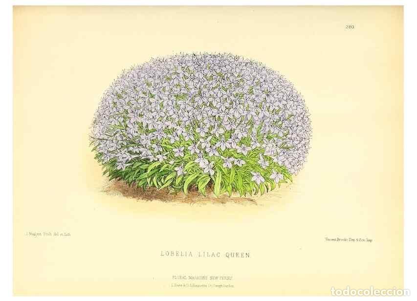 Collection Magazines and Newspapers: Reproducci&oacute;n/Reproduction 49693645268: The floral magazine;. London,L. Reeve & Co.. - Dombrain, Henr