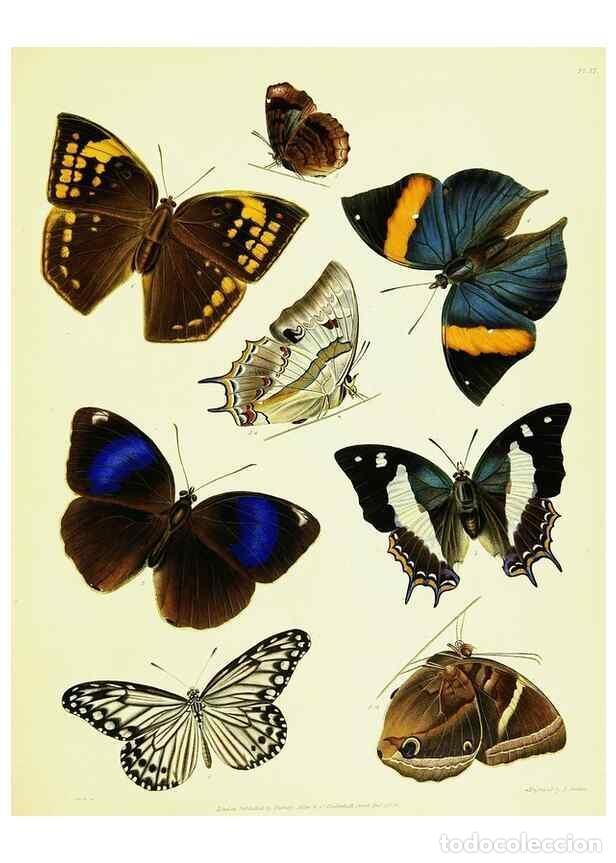 Collection Magazines and Newspapers: Reproducci&oacute;n/Reproduction 49691198311: A Descriptive catalogue of the lepidopterous insects containe