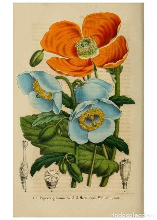 Collection Magazines and Newspapers: Reproducci&oacute;n/Reproduction 49268802406: Belgique horticole.. Li&eacute;ge.. - Morren, Charles,