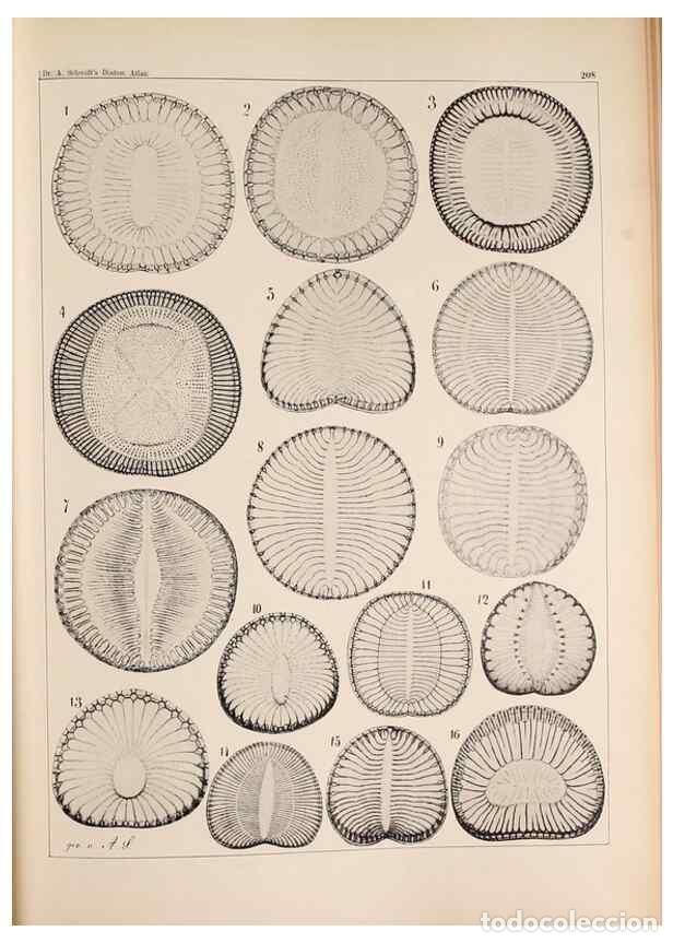 Collection Magazines and Newspapers: Reproducci&oacute;n/Reproduction 49385591466: Atlas der Diatomaceen-Kunde /. Leipzig :O.R. Reisland,[1874-1
