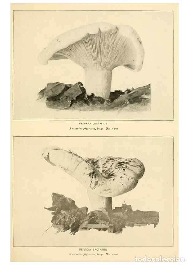 Collection Magazines and Newspapers: Reproducci&oacute;n/Reproduction 49345980362: The mushroom book.. New York,Doubleday, Page,1901.. - Marshal