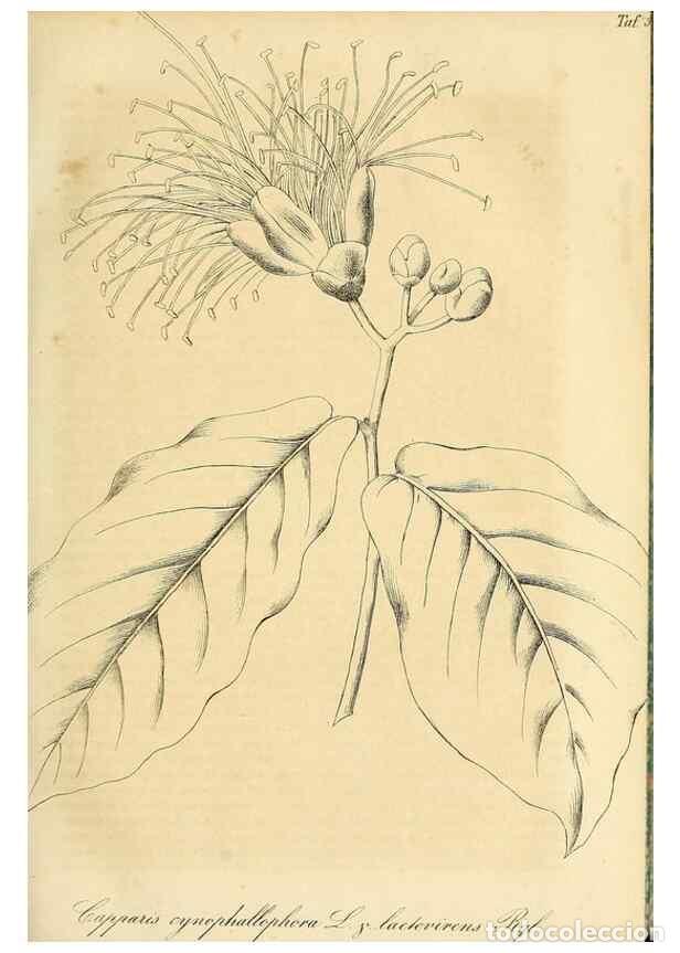 Collection Magazines and Newspapers: Reproducci&oacute;n/Reproduction 49690753878: Gartenflora.. Erlangen :F. Enke,1852-1940.. - Deutsche Garten