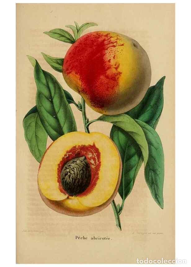 Collection Magazines and Newspapers: Reproducci&oacute;n/Reproduction 49269002502: Belgique horticole.. Li&eacute;ge.. - Morren, Charles,