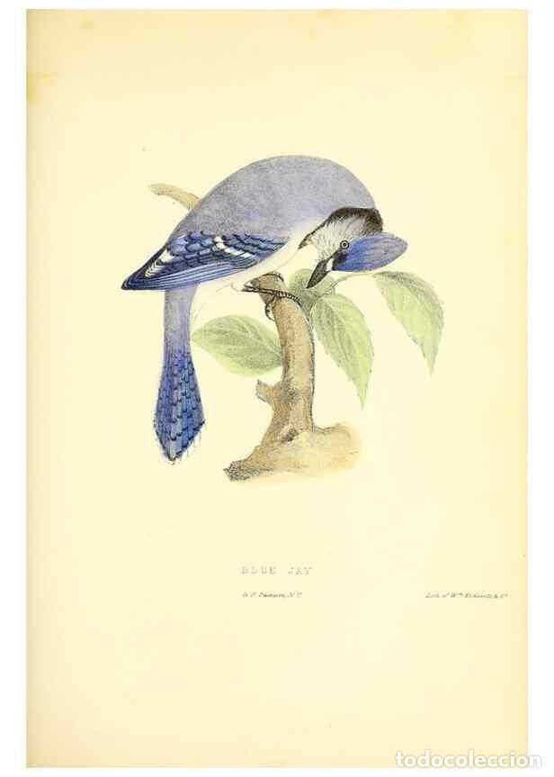 Collection Magazines and Newspapers: Reproducci&oacute;n/Reproduction 49353140327: Rural hours. New York,George P. Putnam,1851.. - Cooper, Susan