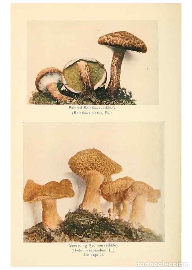 Collection Magazines and Newspapers: Reproducci&oacute;n/Reproduction 49345309003: The mushroom book.. New York,Doubleday, Page,1901.. - Marshal