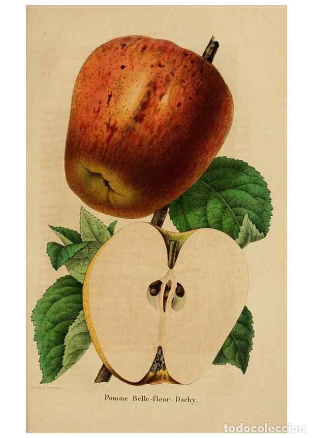 Collection Magazines and Newspapers: Reproducci&oacute;n/Reproduction 49268346383: Belgique horticole.. Li&eacute;ge.. - Morren, Charles,