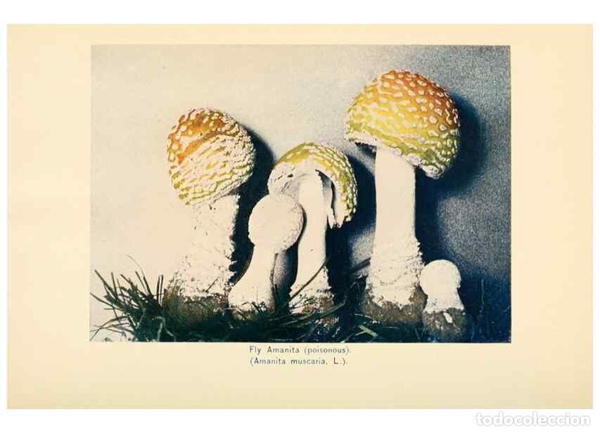 Collection Magazines and Newspapers: Reproducci&oacute;n/Reproduction 49345758576: The mushroom book.. New York,Doubleday, Page,1901.. - Marshal