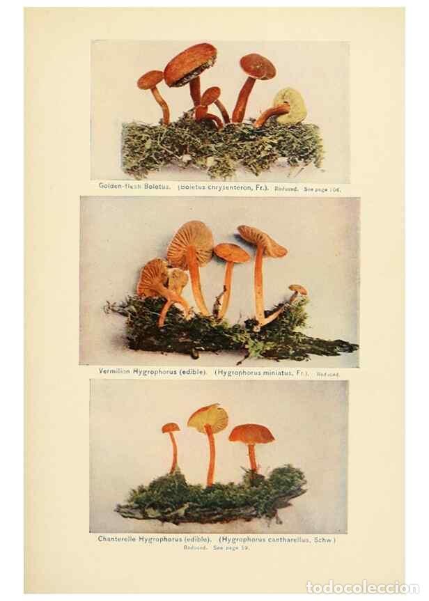 Collection Magazines and Newspapers: Reproducci&oacute;n/Reproduction 49345760696: The mushroom book.. New York,Doubleday, Page,1901.. - Marshal