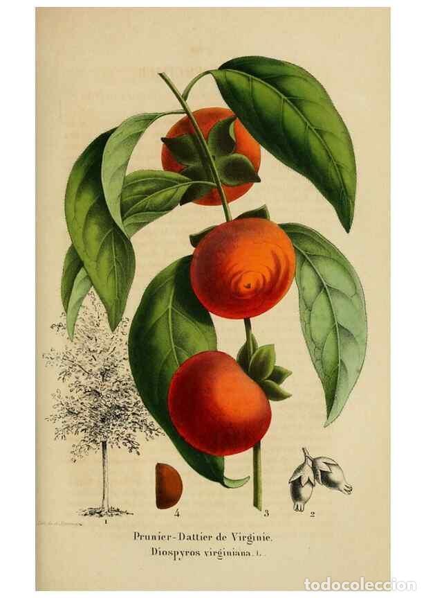 Collection Magazines and Newspapers: Reproducci&oacute;n/Reproduction 49268334638: Belgique horticole.. Li&eacute;ge.. - Morren, Charles,