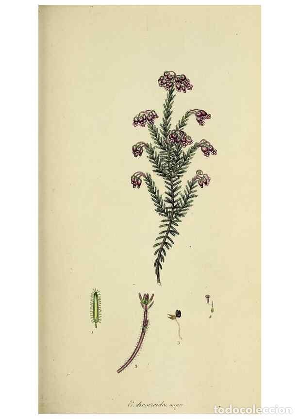 Collection Magazines and Newspapers: Reproducci&oacute;n/Reproduction 49720468133: The heathery, or, A monograph of the genus Erica :. London :H