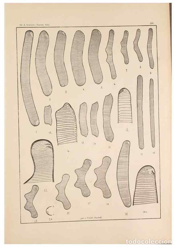 Collection Magazines and Newspapers: Reproducci&oacute;n/Reproduction 49352434741: Atlas der Diatomaceen-Kunde /. Leipzig :O.R. Reisland,[1874-1