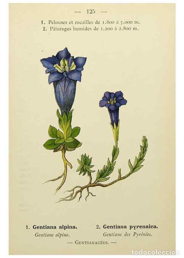 Collection Magazines and Newspapers: Reproducci&oacute;n/Reproduction 49345551032: Nouvelle flore colori&eacute;e de poche des Alpes et des Pyr&eacute;n&eacute;es..
