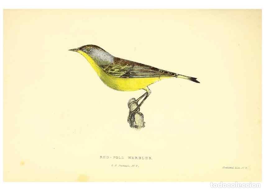 Collection Magazines and Newspapers: Reproducci&oacute;n/Reproduction 49352915031: Rural hours. New York,George P. Putnam,1851.. - Cooper, Susan