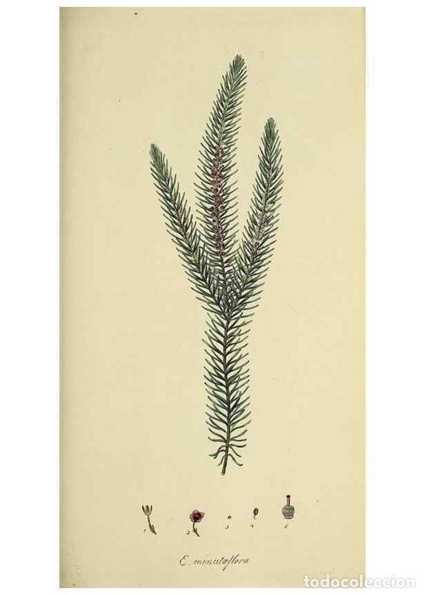 Collection Magazines and Newspapers: Reproducci&oacute;n/Reproduction 49720471243: The heathery, or, A monograph of the genus Erica :. London :H