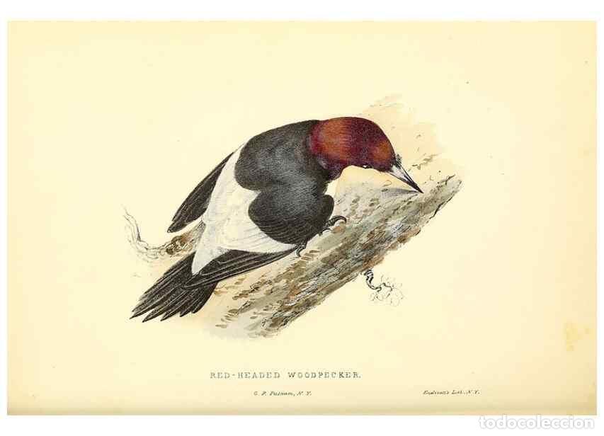 Collection Magazines and Newspapers: Reproducci&oacute;n/Reproduction 49353127572: Rural hours. New York,George P. Putnam,1851.. - Cooper, Susan