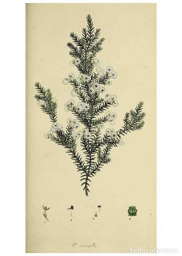 Collection Magazines and Newspapers: Reproducci&oacute;n/Reproduction 49721324107: The heathery, or, A monograph of the genus Erica :. London :H