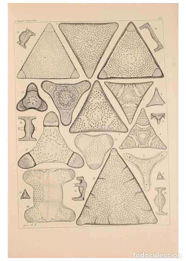 Collection Magazines and Newspapers: Reproducci&oacute;n/Reproduction 49389333656: Atlas der Diatomaceen-Kunde /. Leipzig :O.R. Reisland,[1874-1