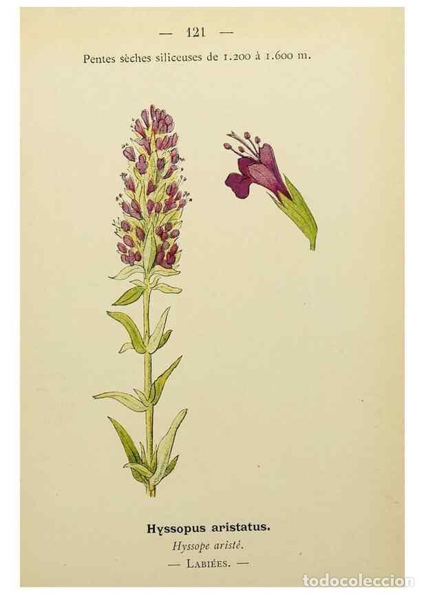 Collection Magazines and Newspapers: Reproducci&oacute;n/Reproduction 49345334721: Nouvelle flore colori&eacute;e de poche des Alpes et des Pyr&eacute;n&eacute;es..