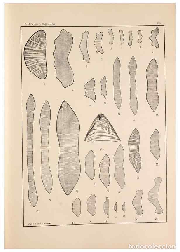 Collection Magazines and Newspapers: Reproducci&oacute;n/Reproduction 49351977533: Atlas der Diatomaceen-Kunde /. Leipzig :O.R. Reisland,[1874-1