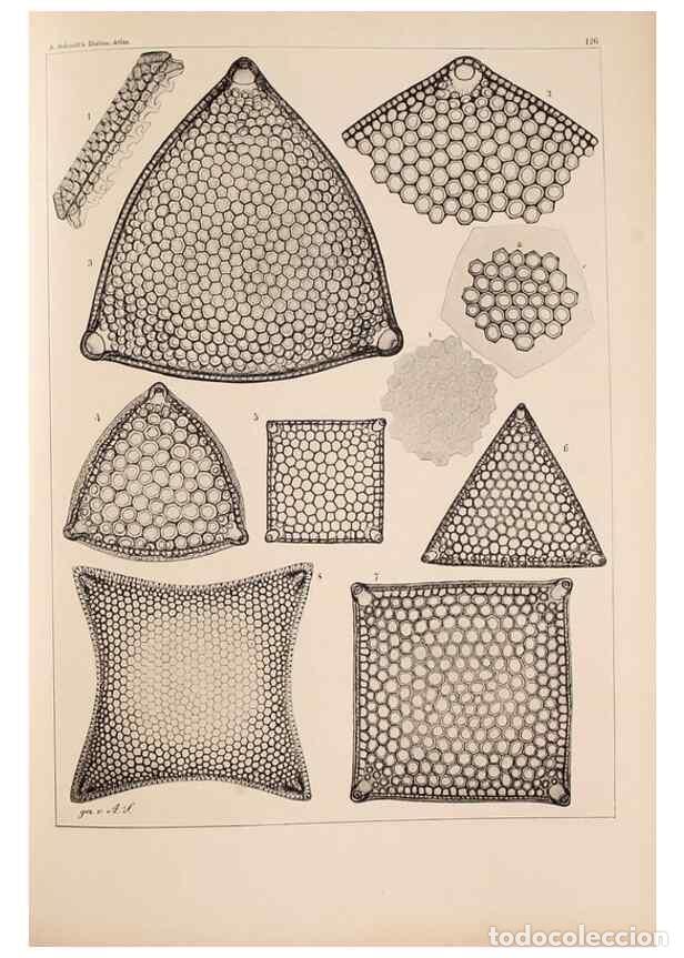 Collection Magazines and Newspapers: Reproducci&oacute;n/Reproduction 49389337971: Atlas der Diatomaceen-Kunde /. Leipzig :O.R. Reisland,[1874-1