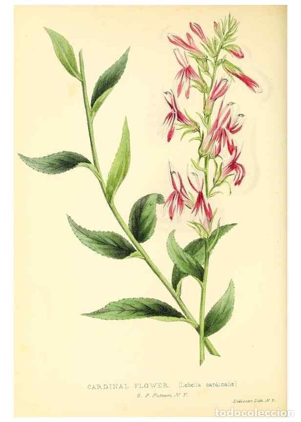 Collection Magazines and Newspapers: Reproducci&oacute;n/Reproduction 49353139447: Rural hours. New York,George P. Putnam,1851.. - Cooper, Susan