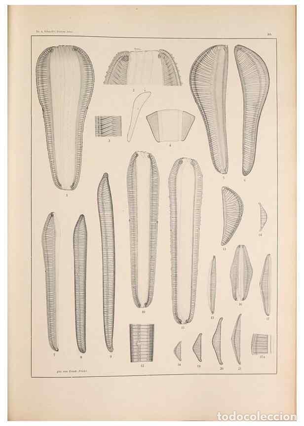 Collection Magazines and Newspapers: Reproducci&oacute;n/Reproduction 49351971113: Atlas der Diatomaceen-Kunde /. Leipzig :O.R. Reisland,[1874-1