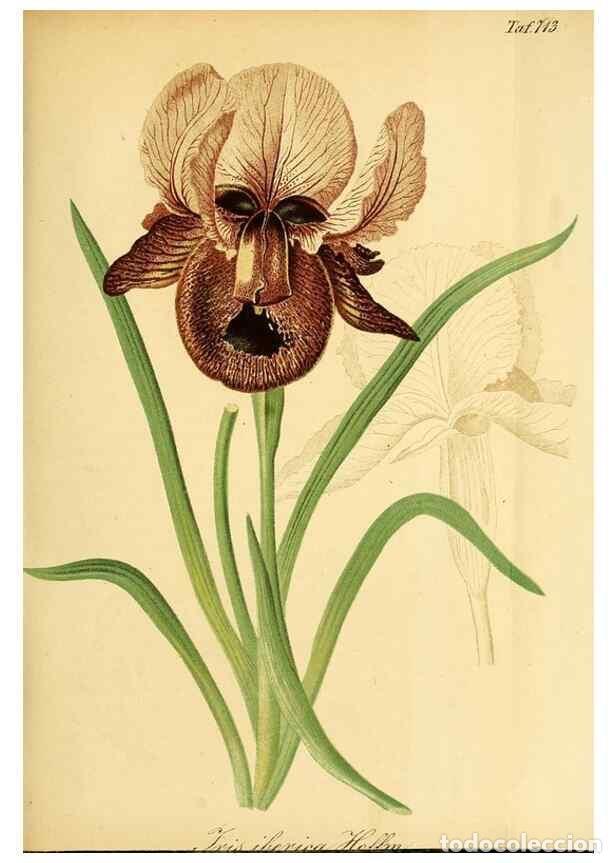 Collection Magazines and Newspapers: Reproducci&oacute;n/Reproduction 49704129948: Gartenflora.. Erlangen :F. Enke,1852-1940.. - Deutsche Garten